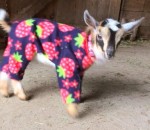 chevre Des chevreaux en pyjama