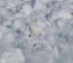 lievre lapin Lièvre vs Avalanche