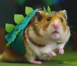 godzilla Tiny Hamster is a Giant Monster