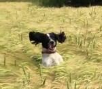champ Un chien dans un champ de blé