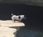naturel Un chien saute dans une piscine naturelle