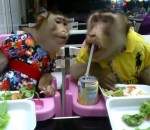 singe macaque restaurant Un couple de singes au restaurant