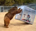 ours japon Femme dans un cube vs Grizzly