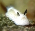 oreille Limaces de mer en forme de lapin