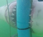 plongeur Un requin blanc attaque une cage