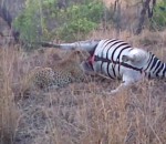 jet Un zèbre mort envoie un jet de sang sur un léopard