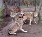 loup Une meute de loups attaque un loup Oméga