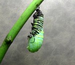 metamorphose La transformation d'une chenille en papillon (timelapse)