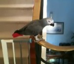 glisse Un perroquet glisse sur une rampe d'escalier