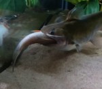 aquarium manger Un poisson-chat ogre avale un poisson