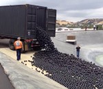 reservoir Les « shade balls » protègent l'eau d'un réservoir