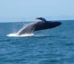 baleine bosse saut Une baleine à bosse au large du bassin d'Arcachon