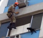 chute fenetre pompier Sauvetage d'un chat au bord d'une fenêtre