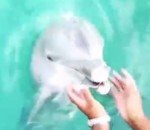 smartphone Un dauphin remonte un smartphone à la surface
