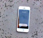 fourmi Des fourmis tournent autour d'un iPhone quand il sonne