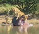 lionne Un hippopotame mort « défèque » sur une lionne