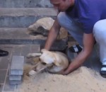enterrer Un homme sauve une chienne enterrée vivante