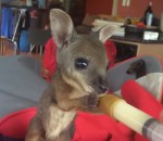 kangourou Nourrir un bébé wallaby