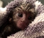 singe bebe Premier bain d'un bébé ouistiti