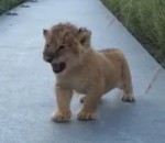 lion bebe Les rugissements d'un lionceau