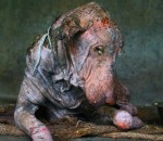 mourant chien Transformation d'un chien errant et malade