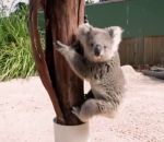 cameraman Un bébé koala grimpe sur un caméraman