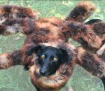 halloween Un chien déguisé en araignée mutante, le retour