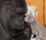 rencontre Une gorille rencontre des chatons