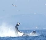 orque Une orque fait voler un phoque