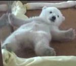 polaire Un ourson polaire essaie de se mettre sur le ventre