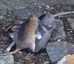 rat attaque Rat vs Pigeon