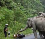 troupeau elephant priere Un troupeau d'éléphants attaque un motard