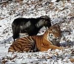 parc Un tigre se lie d'amitié avec une chèvre