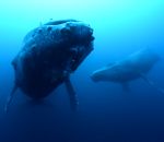 mort baleine Baleine femelle triste