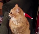 bonnet Un chat avec un bonnet de Père Noël