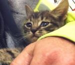 egout Un chaton coincé dans un égout est sauvé après 33 heures