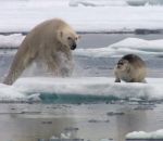 attaque polaire Ours polaire vs Phoque