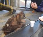 singe reaction orang-outan Faire un tour de magie à un singe