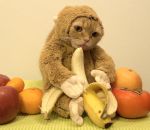 costume Un Chat singe mange une banane