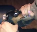 langue chien gonfler Souffler dans le museau d'un chien