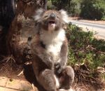 bagarre Un koala pleure au pied d'un arbre