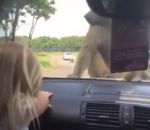 singe voiture erection Safari Parc avec les enfants