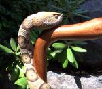 serpent Sculpture d'une canne serpent