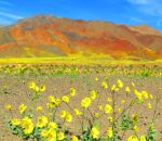 champ Des fleurs dans la Vallée de la Mort