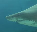 requin mordre Un requin attaque un plongeur dans un aquarium