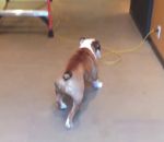 bulldog arriere Un chien en marche arrière pour surmonter sa peur