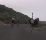 autruche cycliste Cyclistes vs Autruche