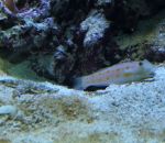 aquarium gobie Une étoile de mer essaie de voler la cachette d'un poisson