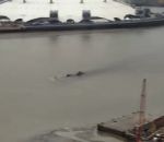 fleuve londres Une étrange créature dans la Tamise à Londres