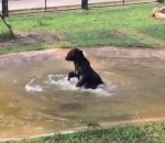 ours sauvetage ferme Un ours s'éclate dans un bassin après des années en cage